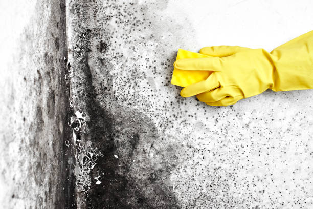 Best Affordable Mold Removal  in Deans, NJ