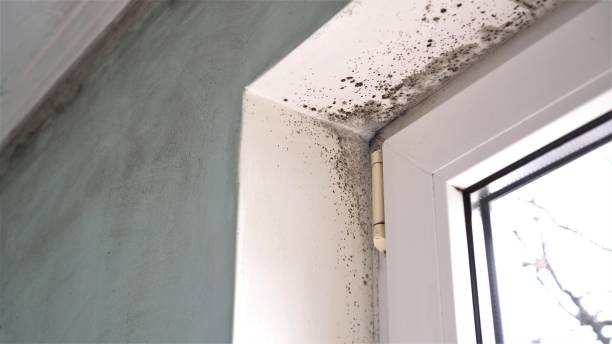 Best Mold Removal Process  in Deans, NJ