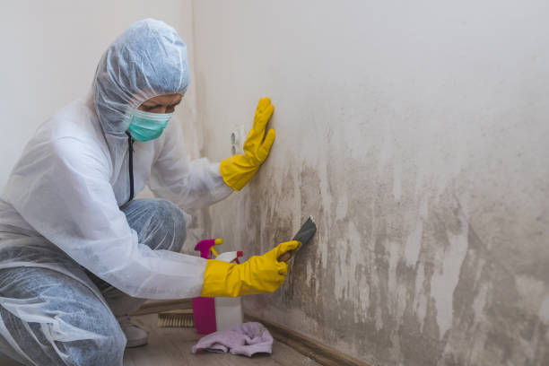 Best Fast Mold Removal  in Deans, NJ