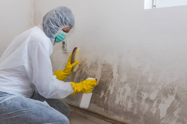 Best Mold Inspection  in Deans, NJ