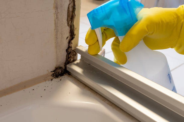 Mold Removal Process in Deans, NJ