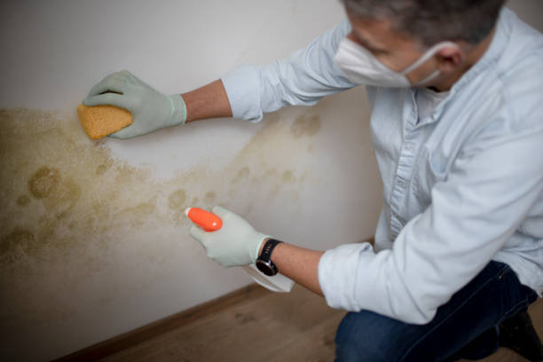 Best Same-Day Mold Removal  in Deans, NJ