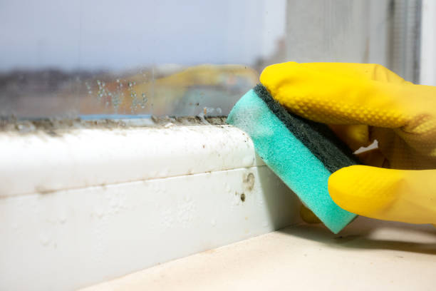 Best Affordable Mold Removal  in Deans, NJ