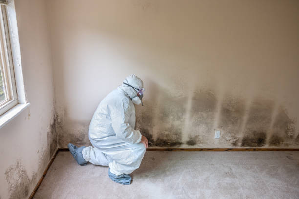 Best Mold Remediation  in Deans, NJ