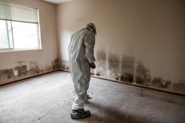 Mold Removal and Inspection in Deans, NJ